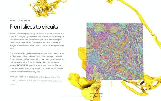 Scroll-built stack of microscope slices with a 3D neuron growing through it on everyneuron.com