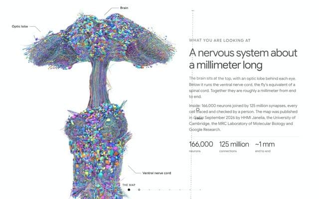 Scroll camera that dives from a whole 3D brain map to one neuron and follows it on everyneuron.com