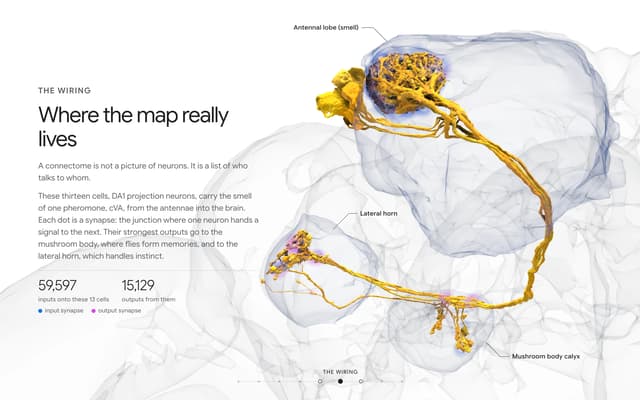 Connectome Wiring Diagram on everyneuron.com