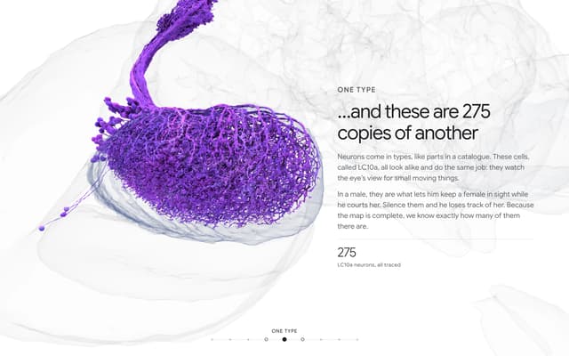 275 Neuron Copies Grid on everyneuron.com