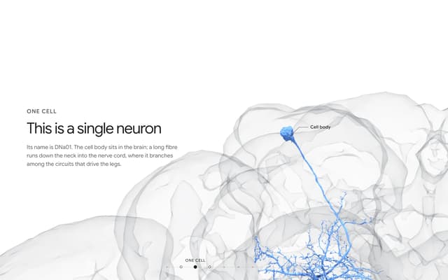 Single Neuron DNa01 on everyneuron.com