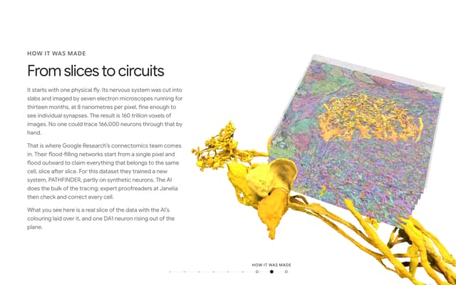 Voxels Emerging From Slice Plane on everyneuron.com